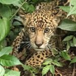 Inicio jaguar