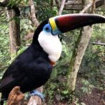 Inicio tucan